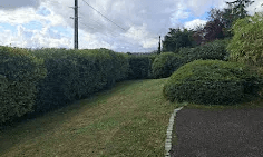 Alignement de haies entretenu